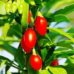 Goji berry live for sale  Delivered anywhere in USA 