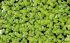 Duckweed 100 200 for sale  Delivered anywhere in USA 