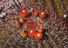 Ferocactus pringlei gigant usato  Spedito ovunque in Italia 