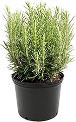 American plant rosemary for sale  Delivered anywhere in USA 