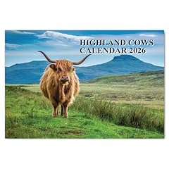Highland cow calendar for sale  Delivered anywhere in UK