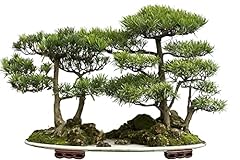 Bonsai tree seeds for sale  Delivered anywhere in USA 