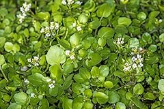 Salad vegetable nasturtium for sale  Delivered anywhere in UK