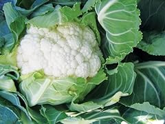 Cauliflower plug plants for sale  Delivered anywhere in Ireland