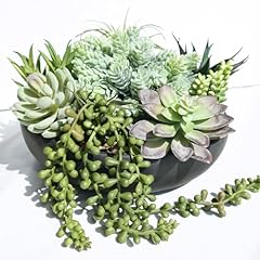 Winlyn artificial succulent for sale  Delivered anywhere in USA 