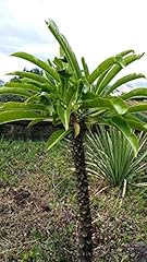 Pachypodium rutenbergianum mad usato  Spedito ovunque in Italia 