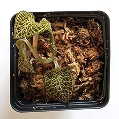 Marbled jewel orchid for sale  Delivered anywhere in USA 