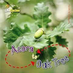 Acorn oak tree for sale  Delivered anywhere in Ireland