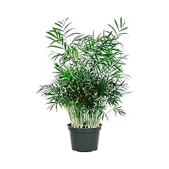 American plant chamaedorea for sale  Delivered anywhere in USA 