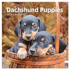 2024 dachshund puppies for sale  Delivered anywhere in USA 