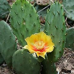Eastern prickly pear for sale  Delivered anywhere in USA 