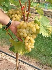 Naturling weintraube kernarme gebraucht kaufen  Wird an jeden Ort in Deutschland