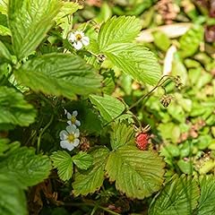 Woodland strawberry fragaria for sale  Delivered anywhere in Ireland