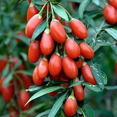 Red goji berry for sale  Delivered anywhere in USA 