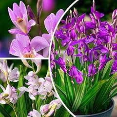 Collezione bletilla mix usato  Spedito ovunque in Italia 