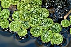 Water spangles live for sale  Delivered anywhere in USA 