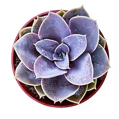 Sprout green echeveria for sale  Delivered anywhere in USA 