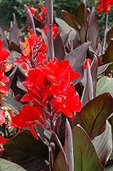 Canna lily cannova for sale  Delivered anywhere in UK