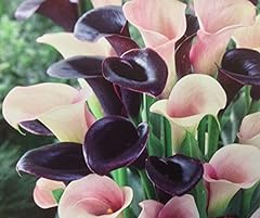 Calla lily bulbs for sale  Delivered anywhere in Ireland