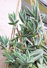 Cornwall plants crassula for sale  Delivered anywhere in UK