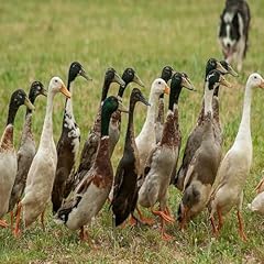 Fertile duck hatching for sale  Delivered anywhere in UK