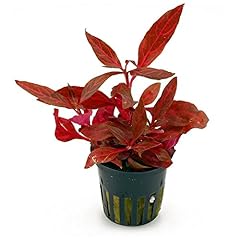 Anubias alternantera reineckii usato  Spedito ovunque in Italia 