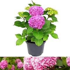 Carbeth plants hydrangea for sale  Delivered anywhere in UK