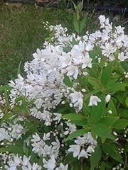Deutzia gracilis pianta usato  Spedito ovunque in Italia 