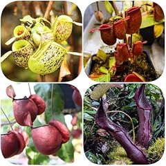 Semi carnivora nepenthes usato  Spedito ovunque in Italia 