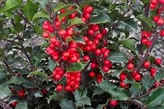 China girl holly for sale  Delivered anywhere in USA 
