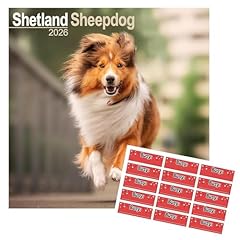 Shetland sheepdog calendar for sale  Delivered anywhere in UK