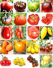 200 semi pomodoro usato  Spedito ovunque in Italia 