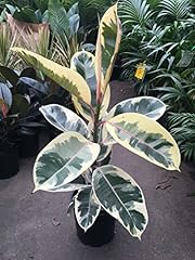 Ficus tineke live for sale  Delivered anywhere in USA 