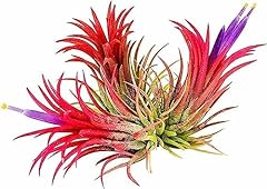 Ionantha red rubra for sale  Delivered anywhere in UK
