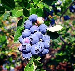 Blueberry plants emerald for sale  Delivered anywhere in USA 