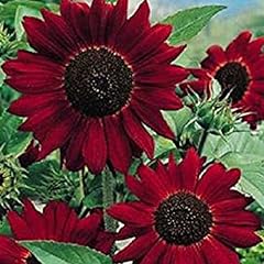 Red sunflower seeds for sale  Delivered anywhere in Ireland