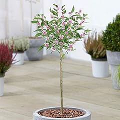 Prunus kanzan double for sale  Delivered anywhere in UK