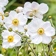 Anemone plant honorine for sale  Delivered anywhere in UK