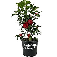 Blooming beautiful black for sale  Delivered anywhere in USA 
