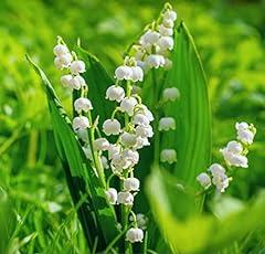 White lily valley for sale  Delivered anywhere in USA 