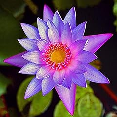 Planterest nymphaea colorata for sale  Delivered anywhere in USA 