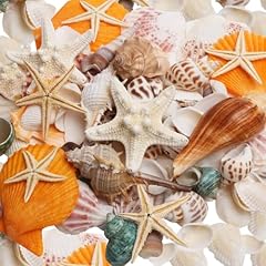 Skoolove sea shells for sale  Delivered anywhere in UK