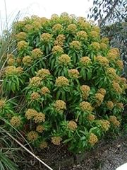 Euphorbia mellifera plug for sale  Delivered anywhere in UK
