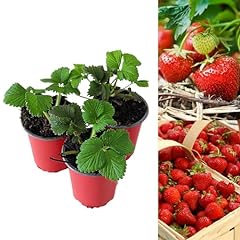 Carbeth plants strawberry for sale  Delivered anywhere in UK