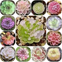 Semi pianta pinguicula usato  Spedito ovunque in Italia 