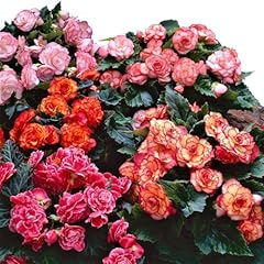 Easy grow begonia for sale  Delivered anywhere in USA 