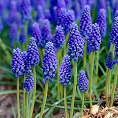 Garden state bulb for sale  Delivered anywhere in USA 