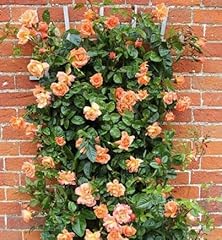 Scent heaven climbing for sale  Delivered anywhere in UK