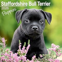 Staffordshire bull terrier for sale  Delivered anywhere in UK