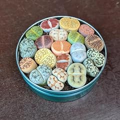 Lithops plant mix for sale  Delivered anywhere in UK